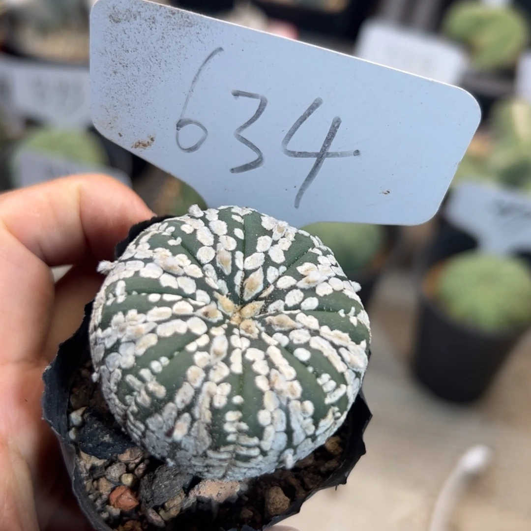 634 超兜。