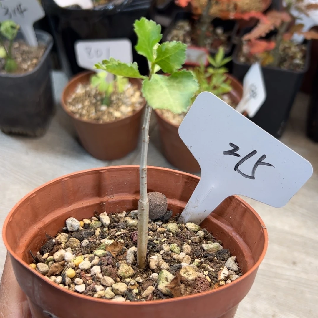 215  怀特橄榄。