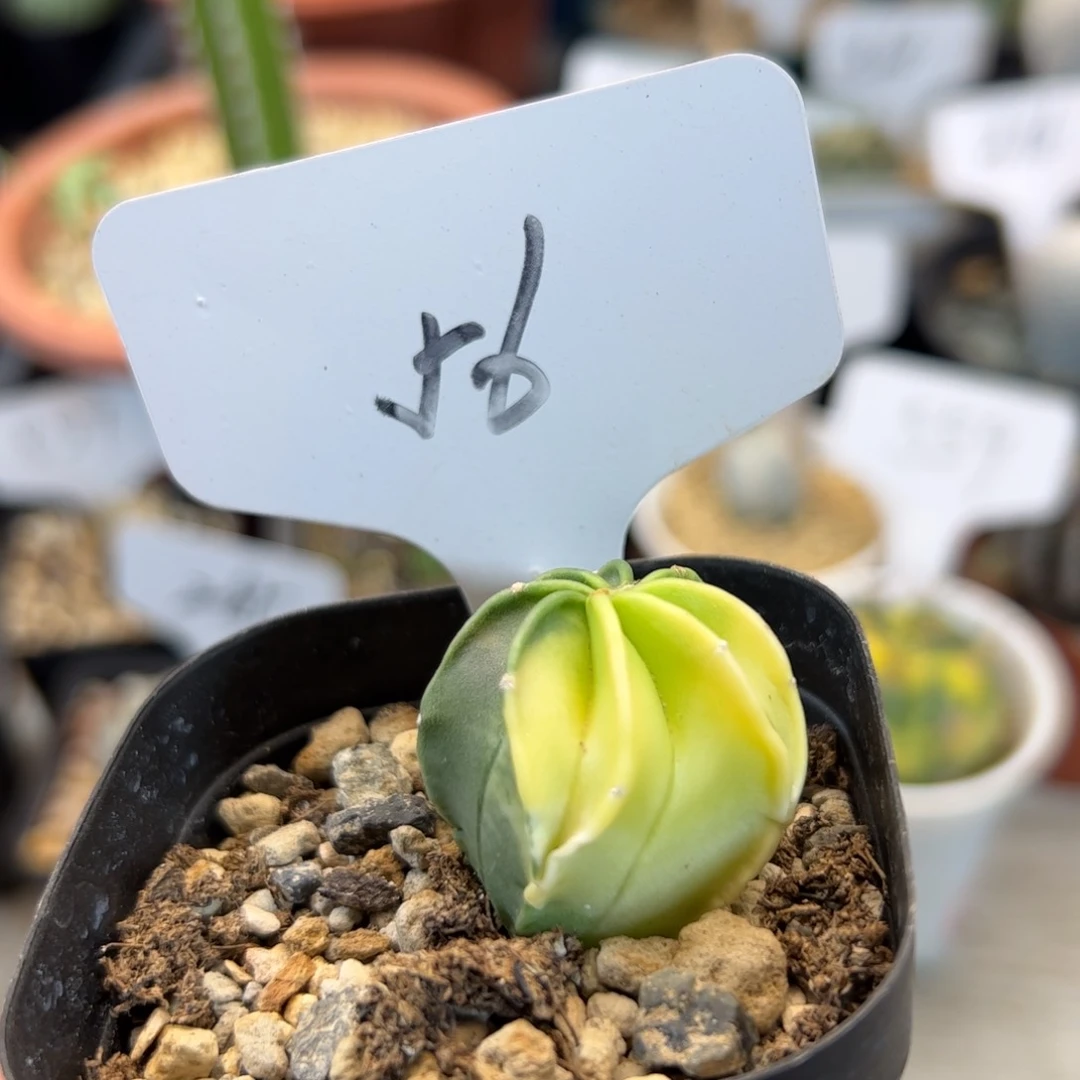 56实生水牛角锦。
