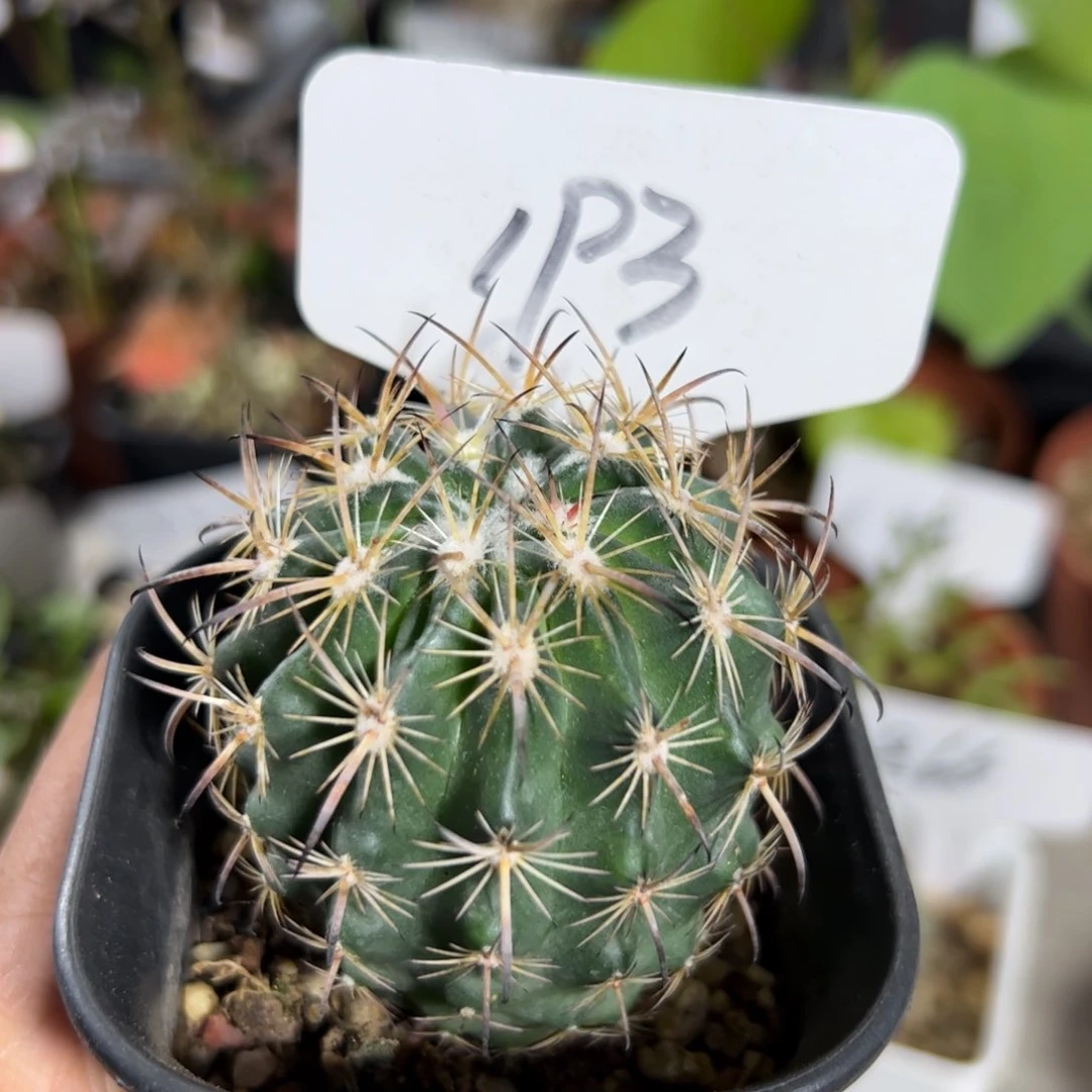 193 虎爪玉自根。