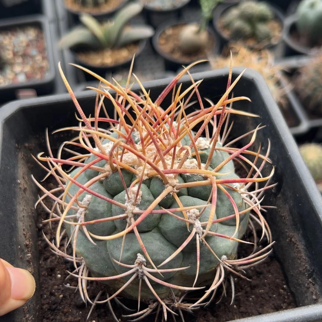 F184绯冠龙一颗自根弱根