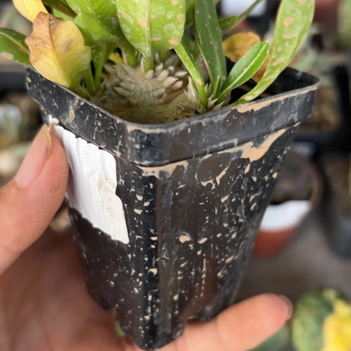 J792惠比须笑一颗小颗