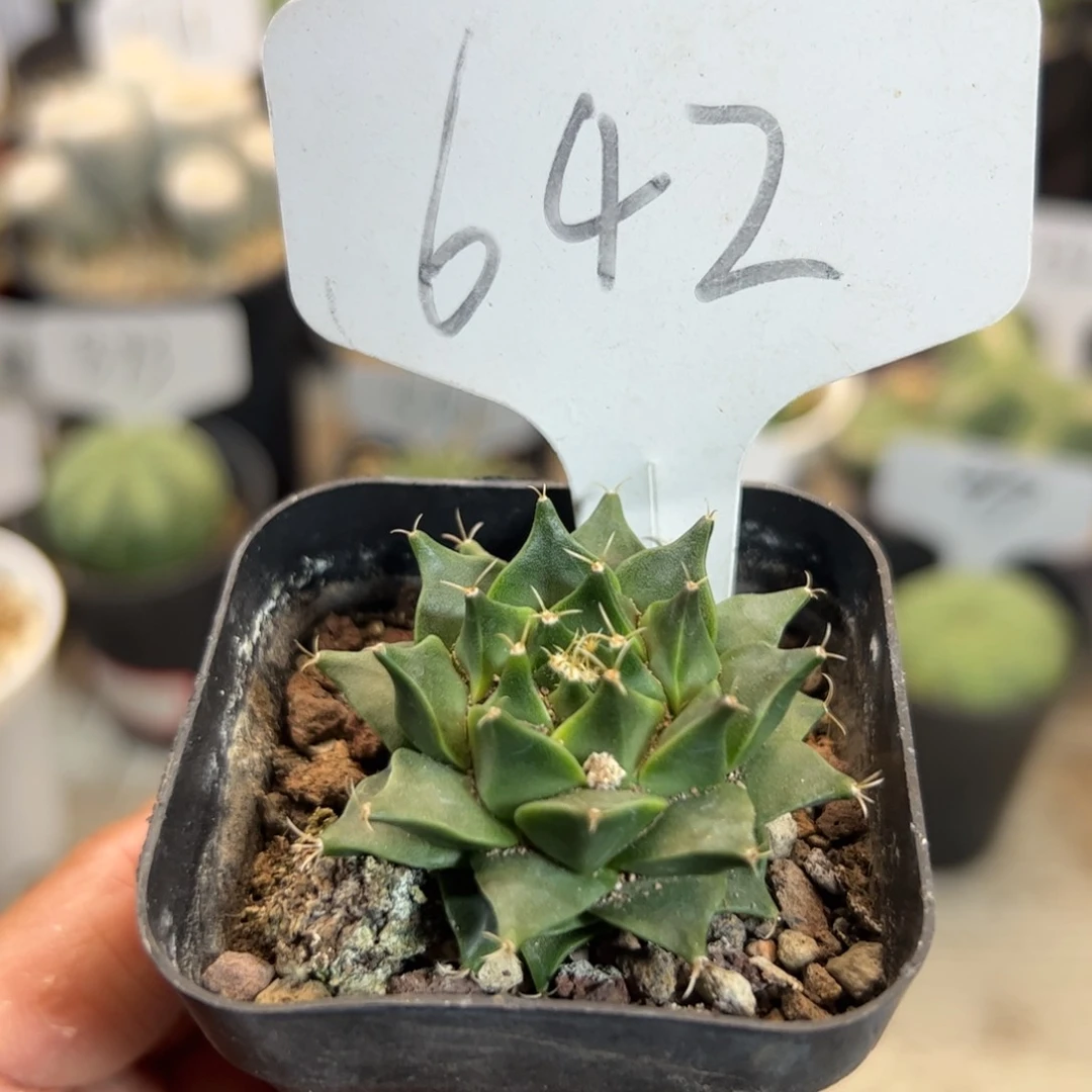 642实生根帝冠。