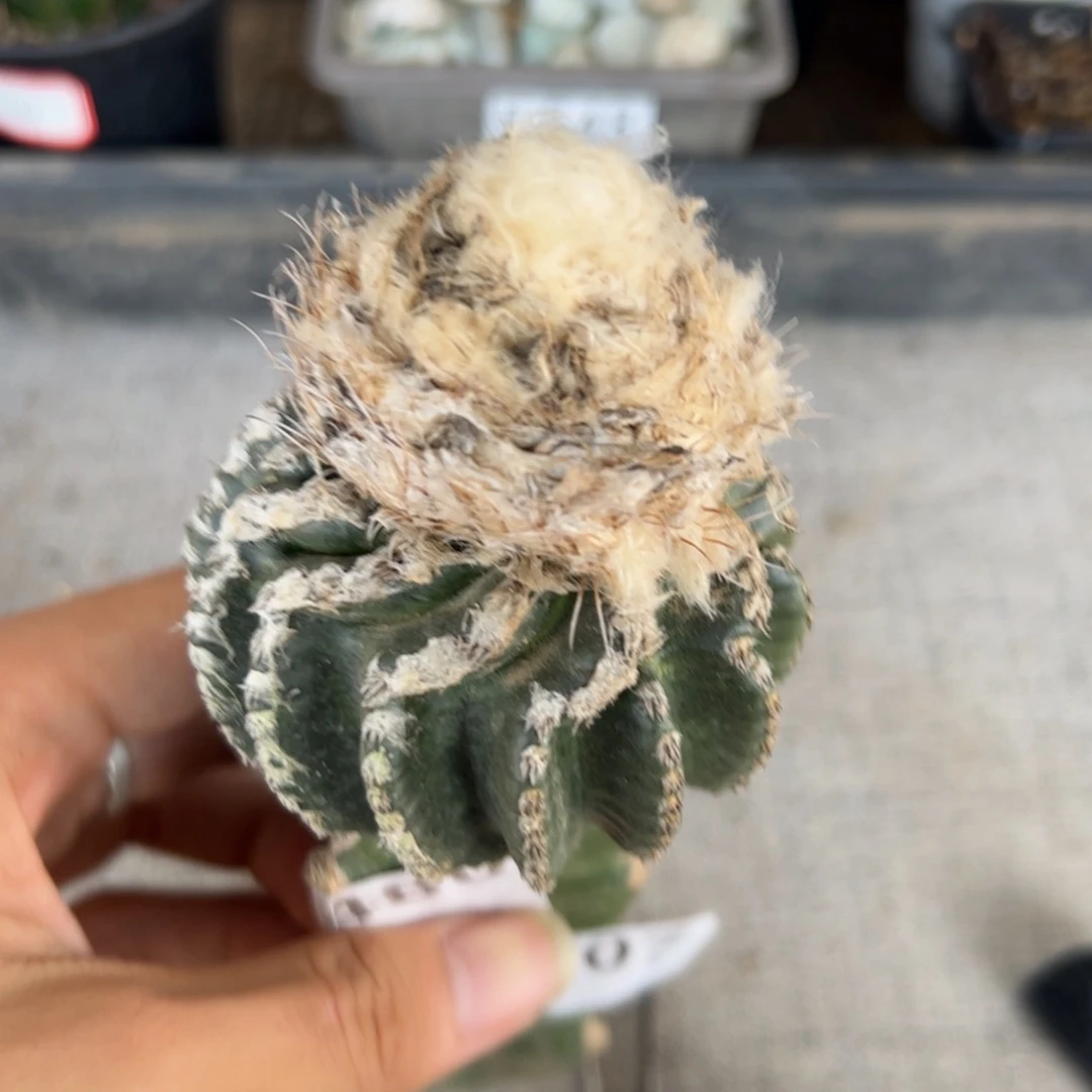 F407嫁接奇特球一颗