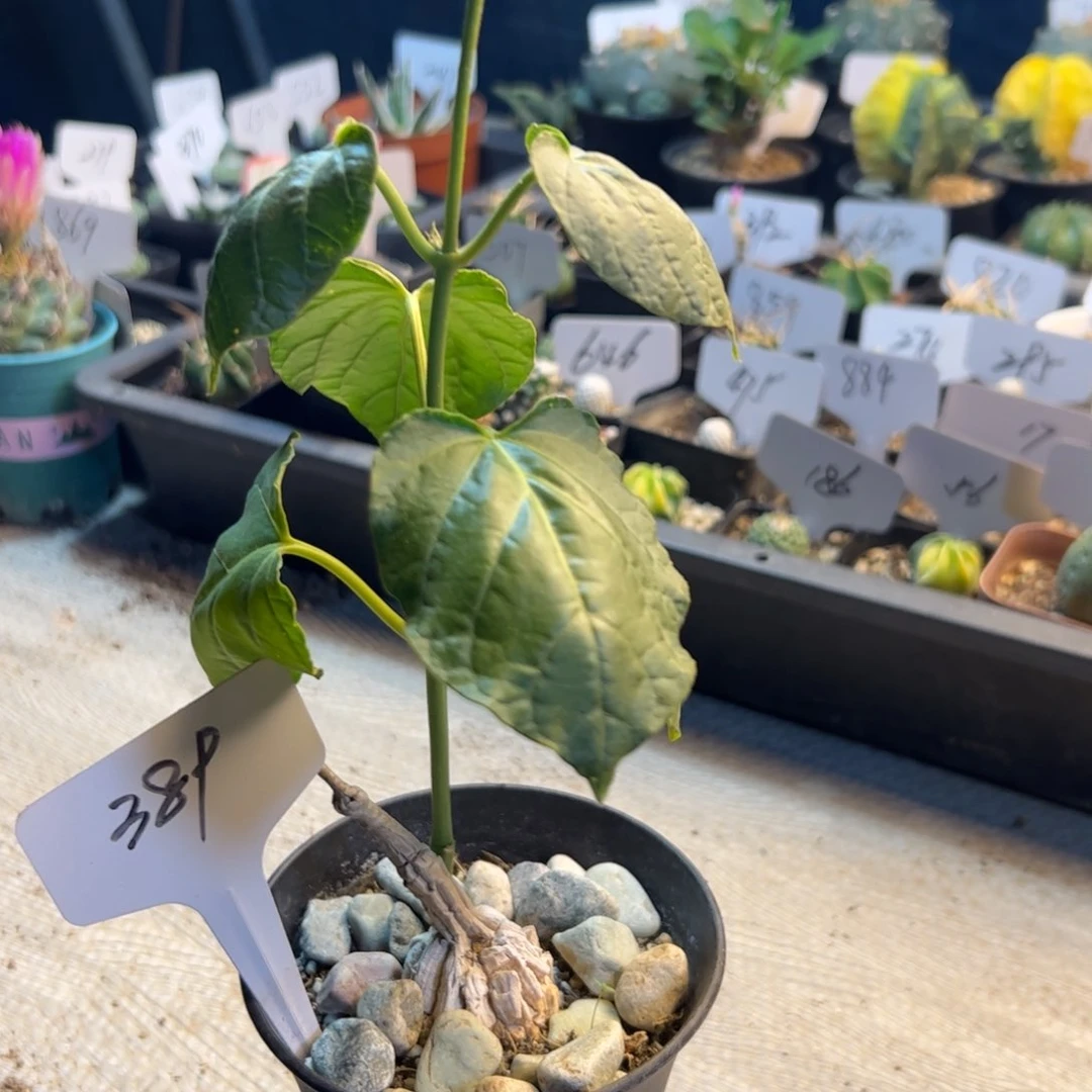 389 龟甲罗摩。