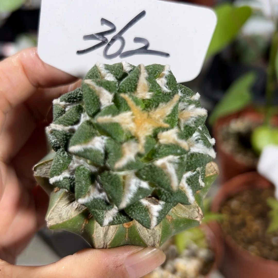 362 苗接象足黑牡丹宽尤