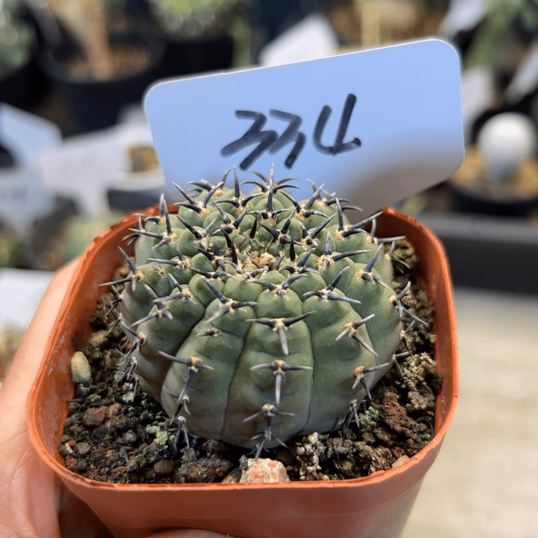 334 黑刺凤头