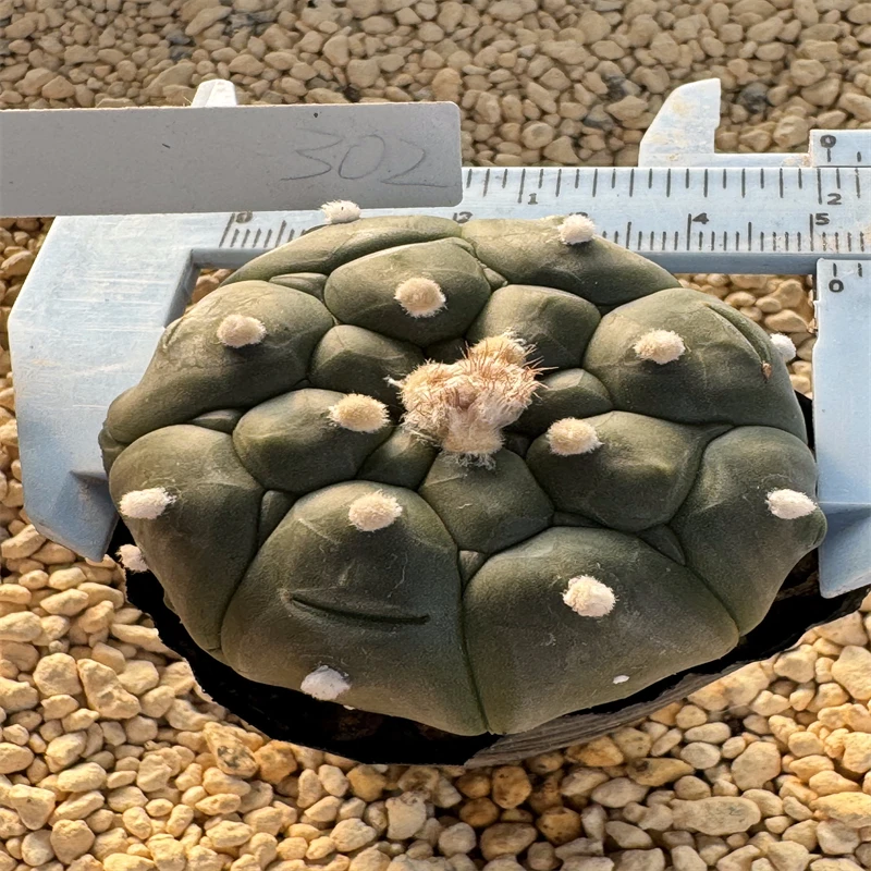 萌球多肉植物 龟甲兜 实拍 实生 一物一拍潮流上盆可爱仙人球盆栽