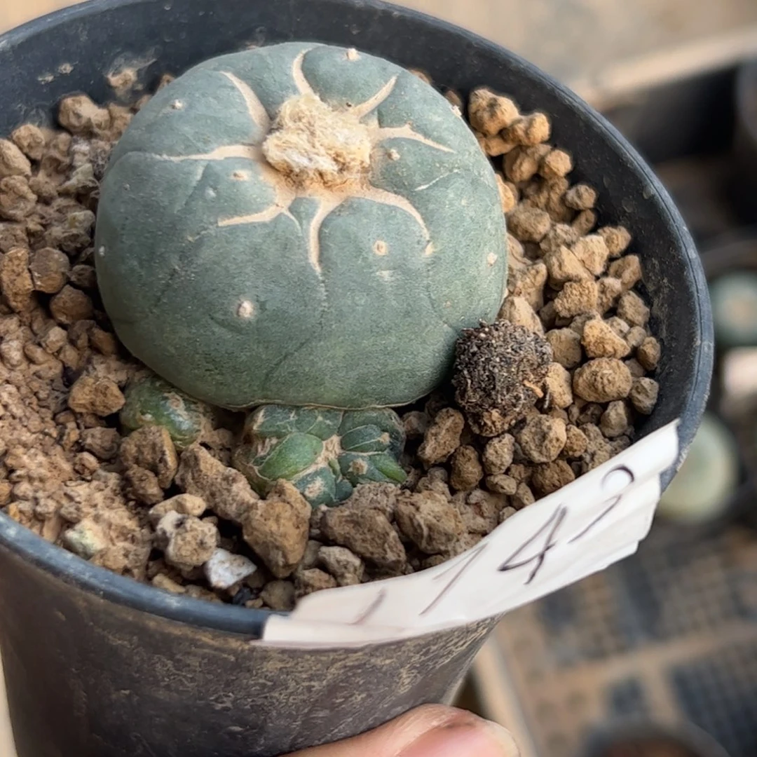 L****7J743一颗不大不小鱼