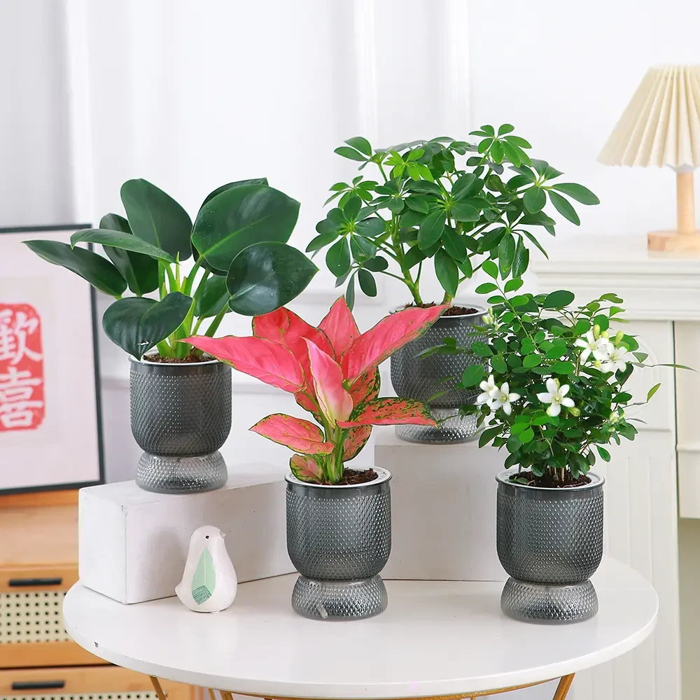 【四件套懒人自吸水培绿植盆栽办公室内客厅桌面摆设花卉植物简约