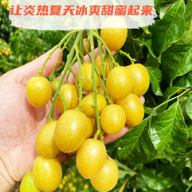 郁南冰糖黄皮果【8斤】黄皮果新鲜水果当季水果现摘现发孕妇水果