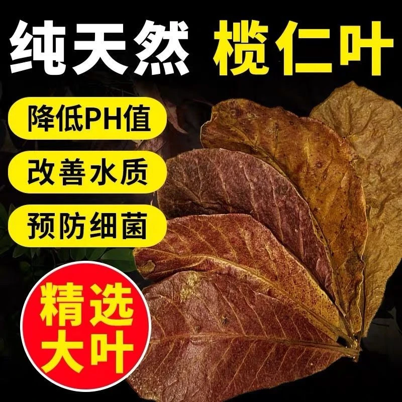榄仁叶水族懒人叶降低PH值斗鱼小型热带鱼虾缸改善水质自然抗菌
