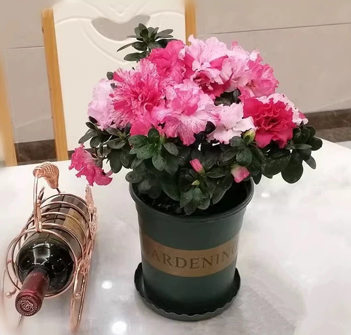 世纪曙光五宝喷砂杜鹃花鲜花花阳台庭院别墅办公室室内外客厅养护