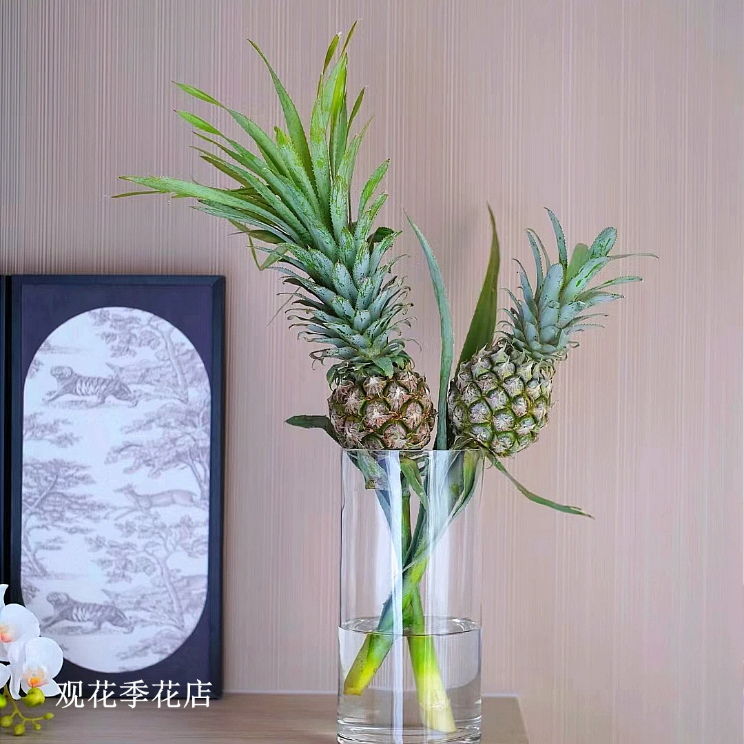 水培菠萝鲜花水培凤梨绿植居家庭室内客厅办公生活鲜花养护观赏