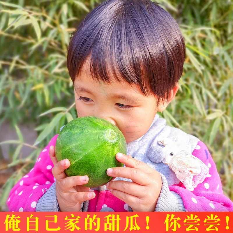 正宗绿宝石甜瓜新鲜水果蜜瓜产地直发香瓜脆甜应当季水果绿宝甜瓜