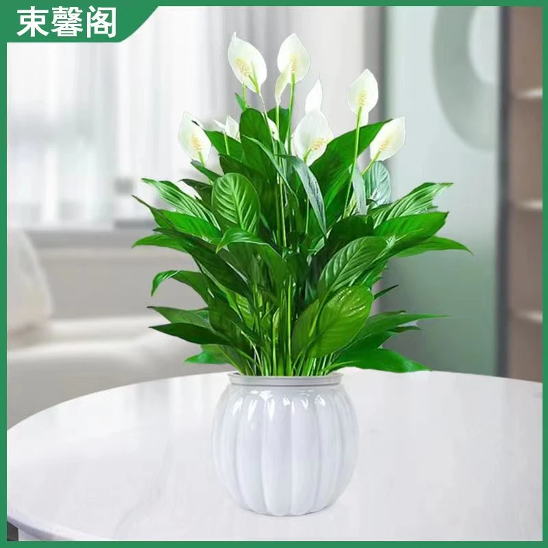 白掌一帆风顺盆栽水培水养大盆客厅绿植摆放花卉好养四季常青
