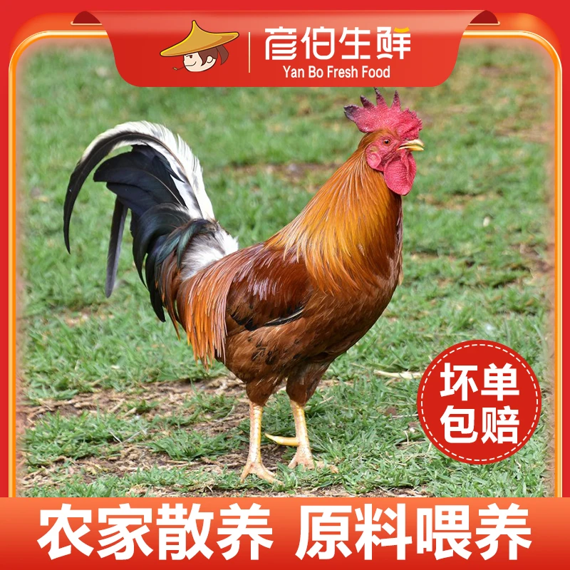 彦伯山东大公鸡农家散养4.5斤新鲜鲜冻肉质有嚼劲生鲜多种营养