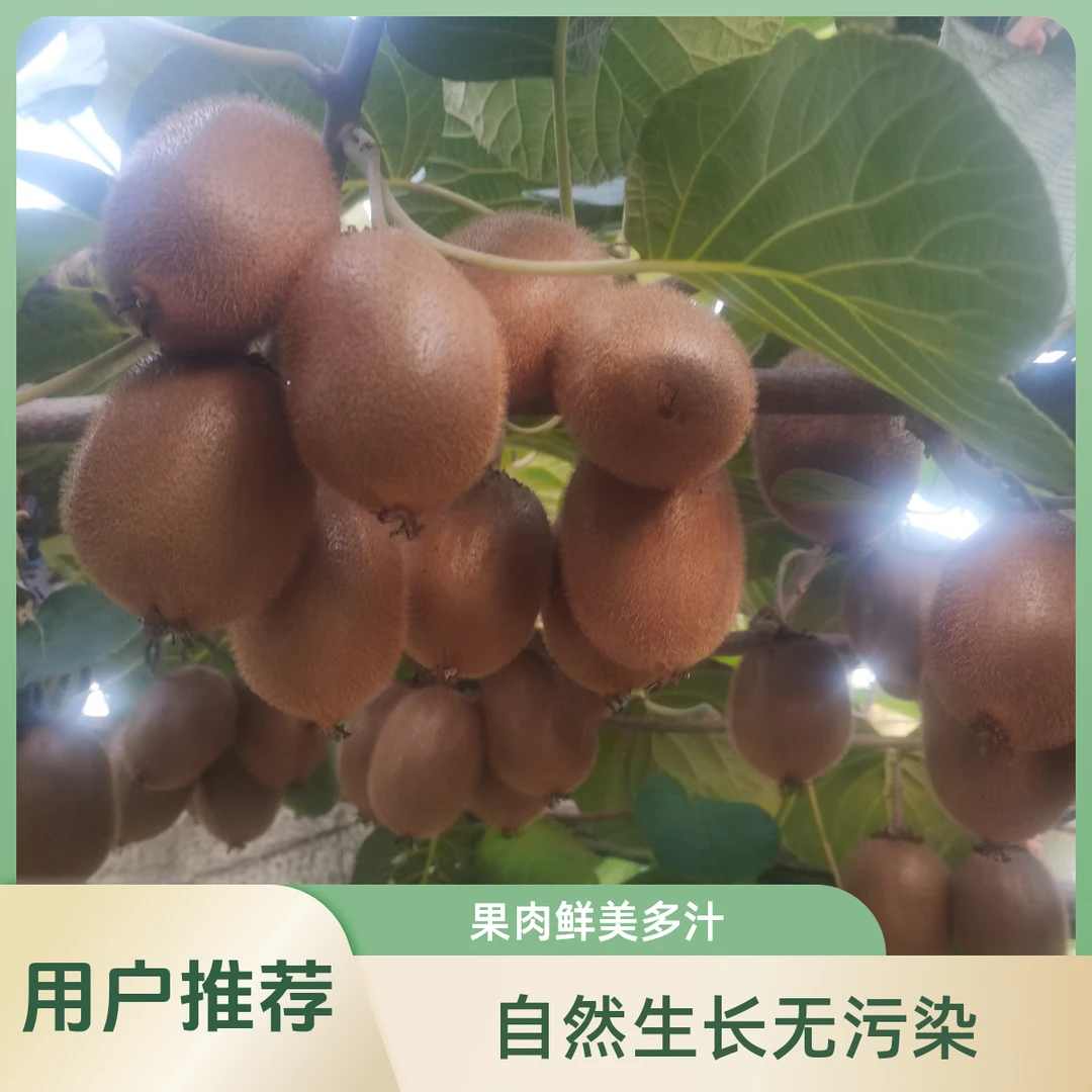 仝仝园子精品猕猴桃