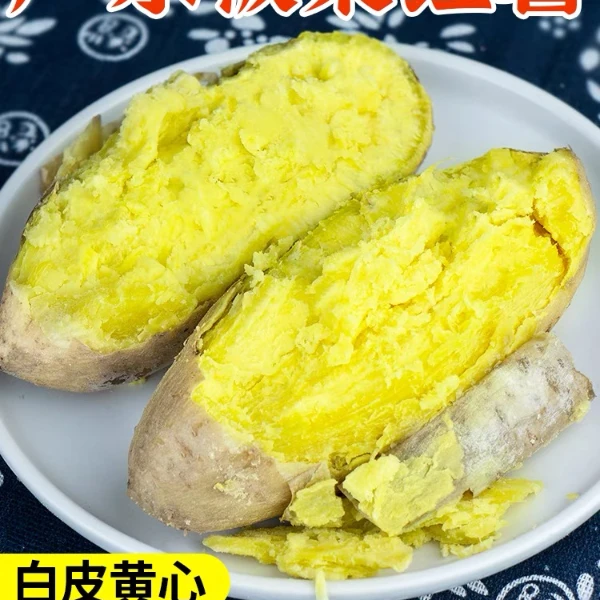 正宗潮汕黄心板栗薯地瓜糯粉无丝新鲜农家自种现挖现卖白皮番薯