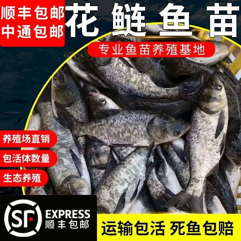 花鲢鱼苗淡水养殖食用大头鱼苗鲢鳙胖头鱼鲜活冷水鱼大头雄鱼鱼苗