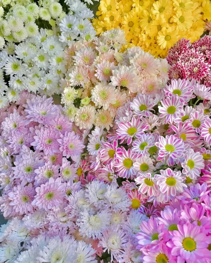 【小雏菊】3把玫瑰鲜花|全场任意满两单鲜花顺丰包邮