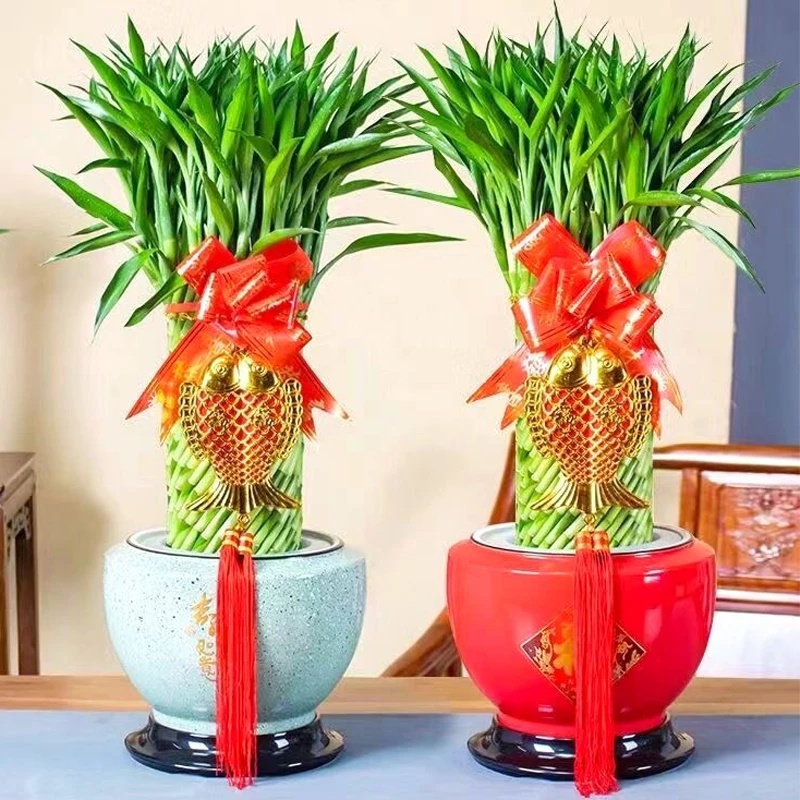 乔迁送礼富贵竹水养文昌竹客厅室内四季招财大型绿植花卉盆栽