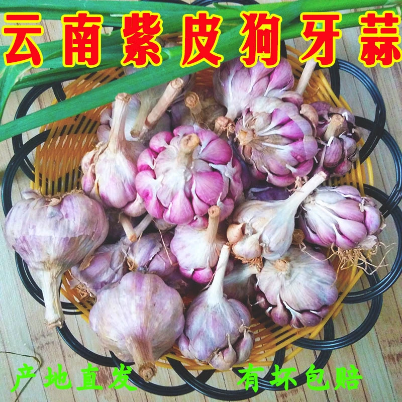 2025云南紫皮大蒜头百合蒜红皮宝塔蒜种狗牙蒜农家土大蒜干蒜种植