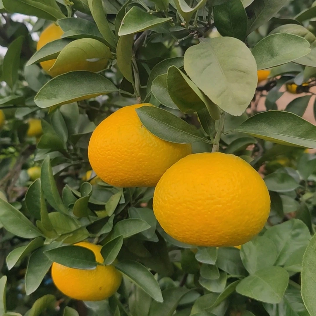 助销-【建阳桔柚】9斤礼盒装多汁细腻化渣果园直发过年礼盒