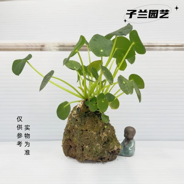 【翡翠富贵叶 榕树】一物一拍吸水石创意造型盆栽自己下单随机发货