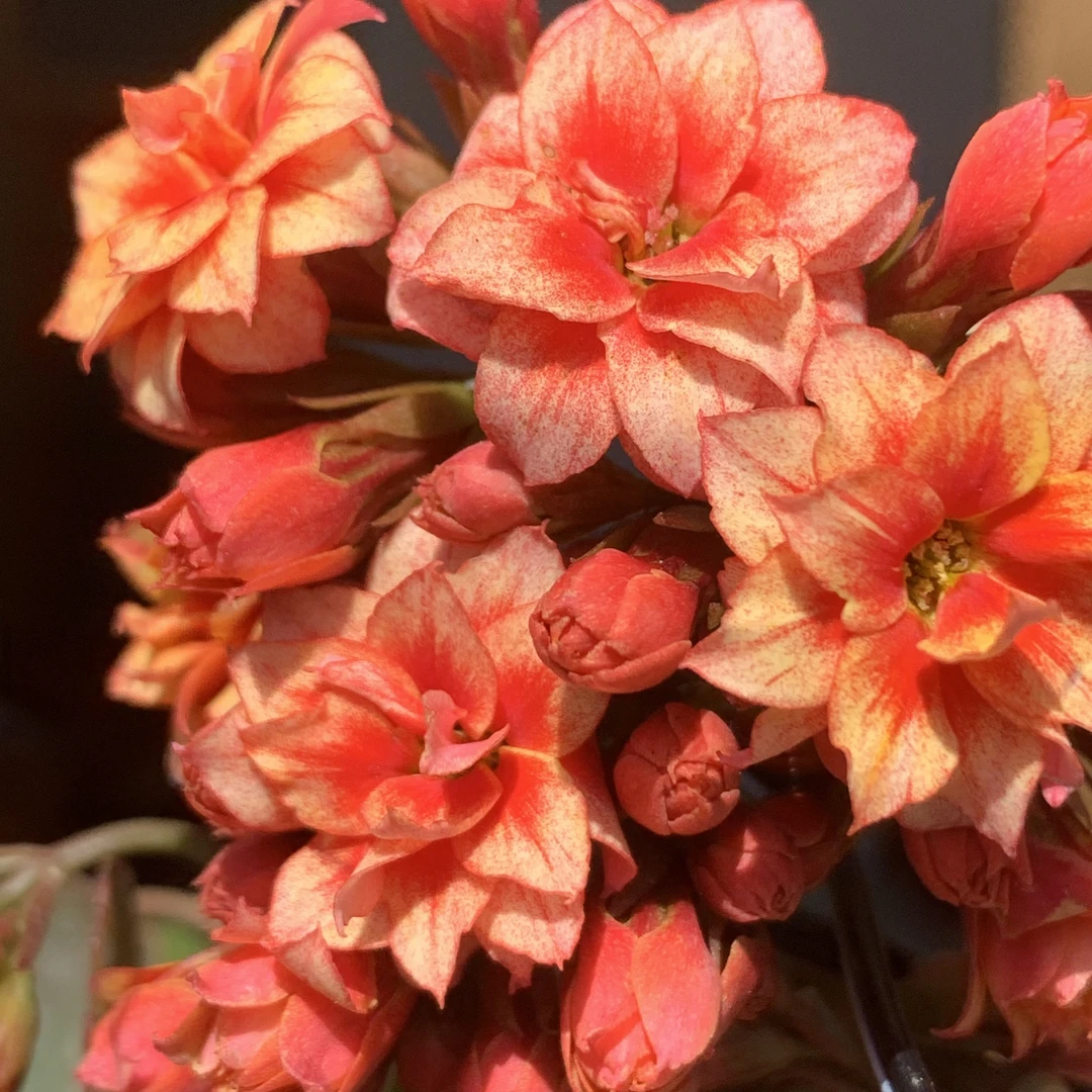 无品牌【烟花】A120规格长寿花