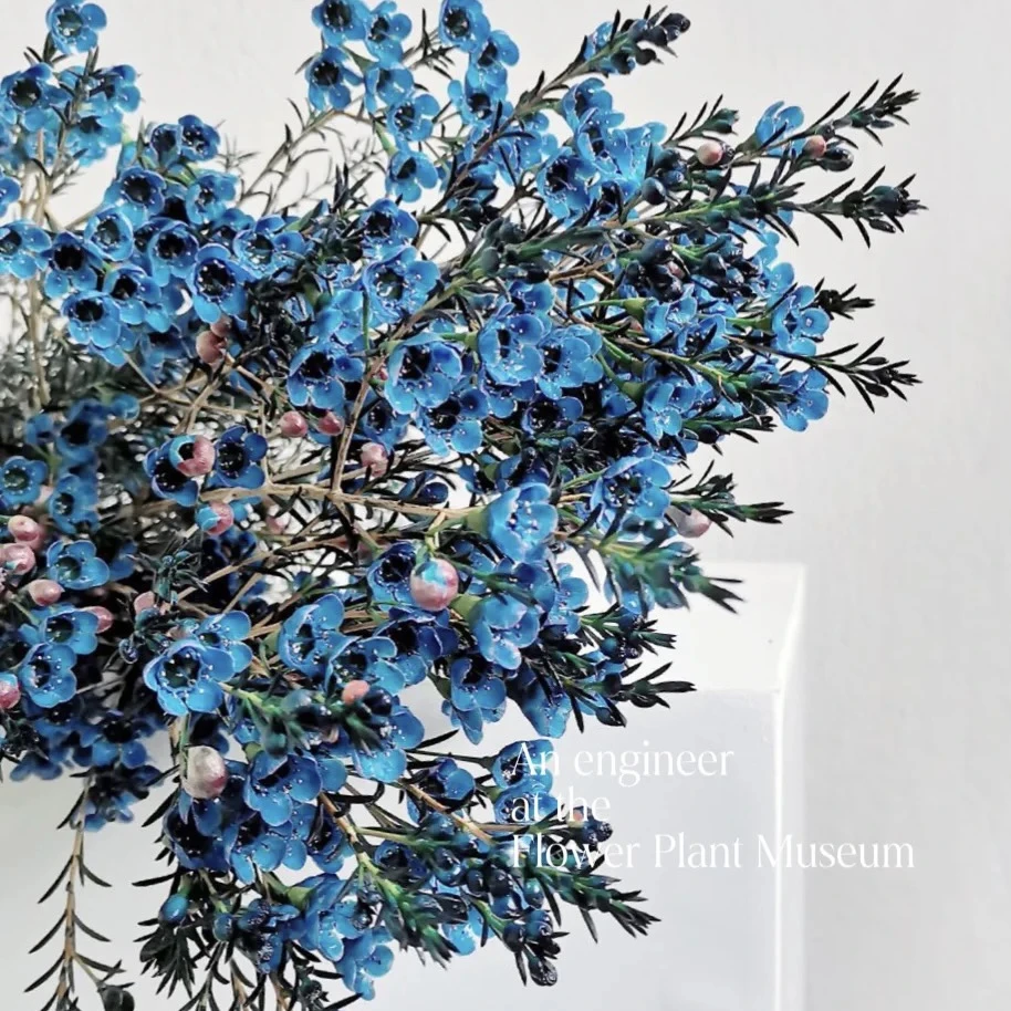 拉萨发货【澳洲中花型平头腊梅】花期长可做干花