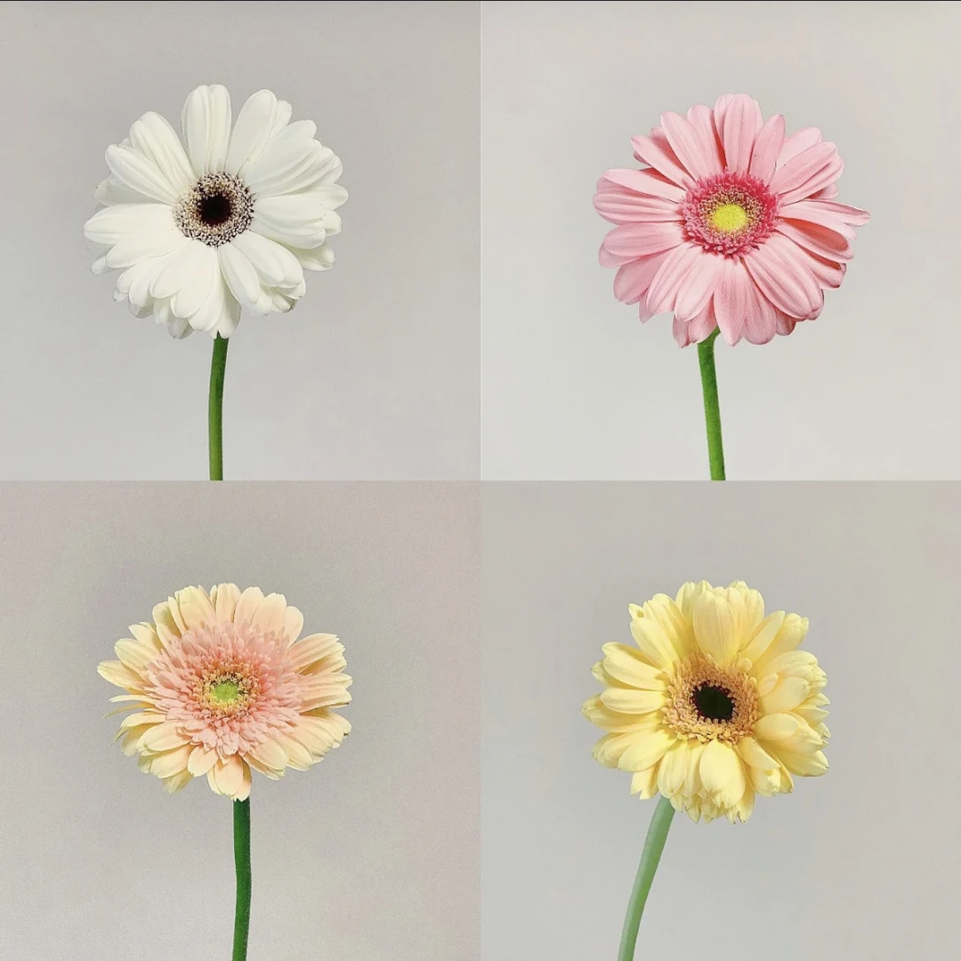 非洲菊18枝+2枝防损耗
