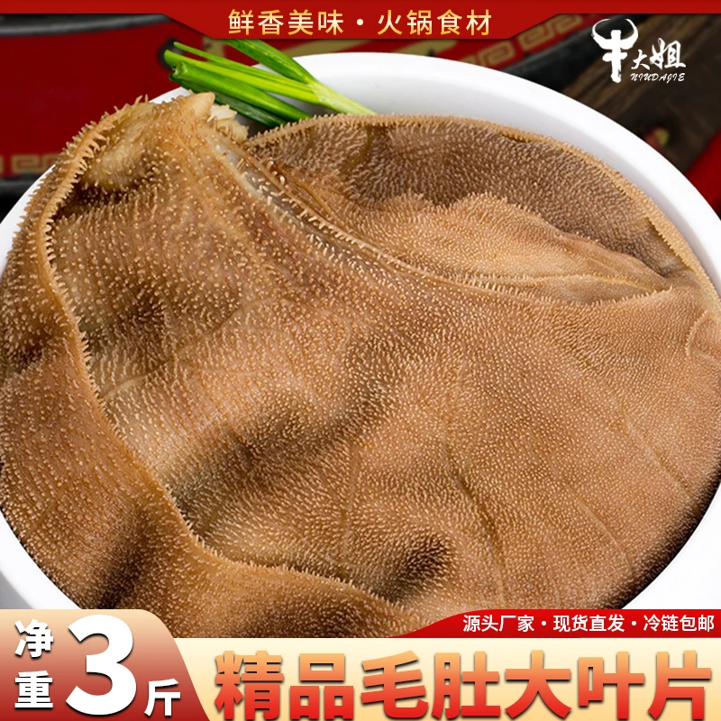 新鲜毛肚大叶片冰鲜牛百叶商用不带底板整张叶片重庆火锅串串食材