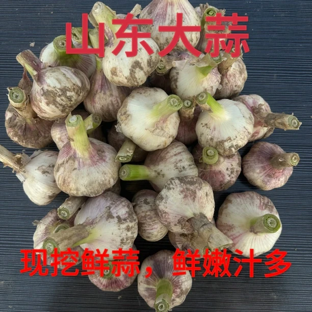 （大果）山东农家新鲜大蒜 现挖现发鲜蒜 可做糖蒜干净鲜嫩