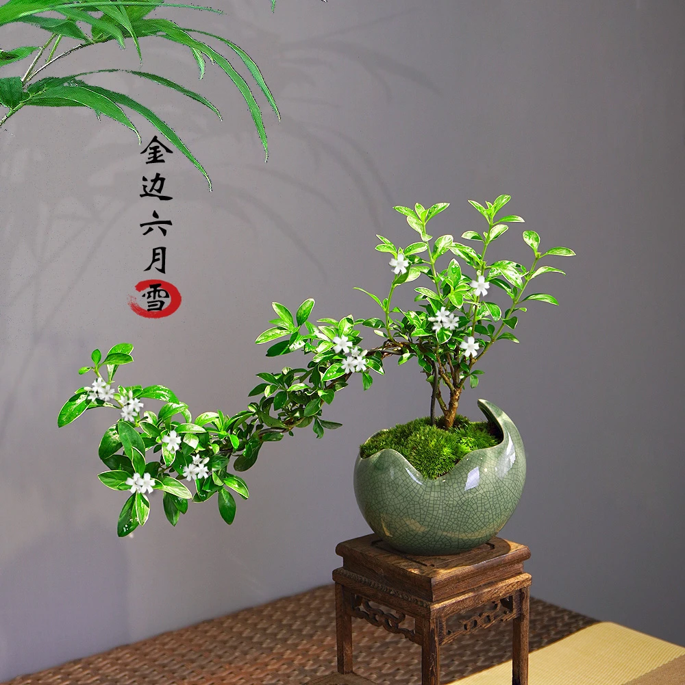 【加团送底座】飘枝六月雪【优选】盆栽悬崖临水造型室内桌面观赏冰裂