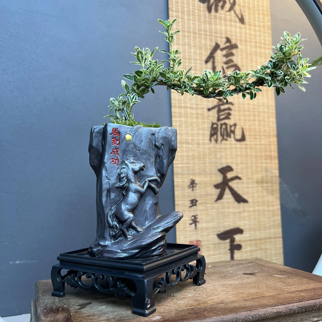 金边六月雪盆栽龙年新款室内绿植茶桌盆景花卉茶几客厅摆件好养