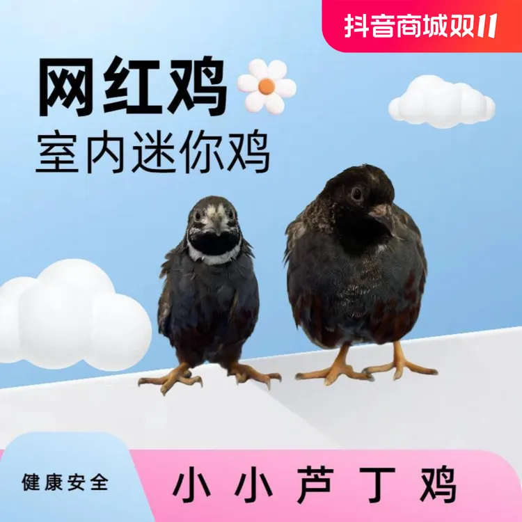 芦丁鸡成年鸡包公母养殖场直发生鸡肉当天现杀