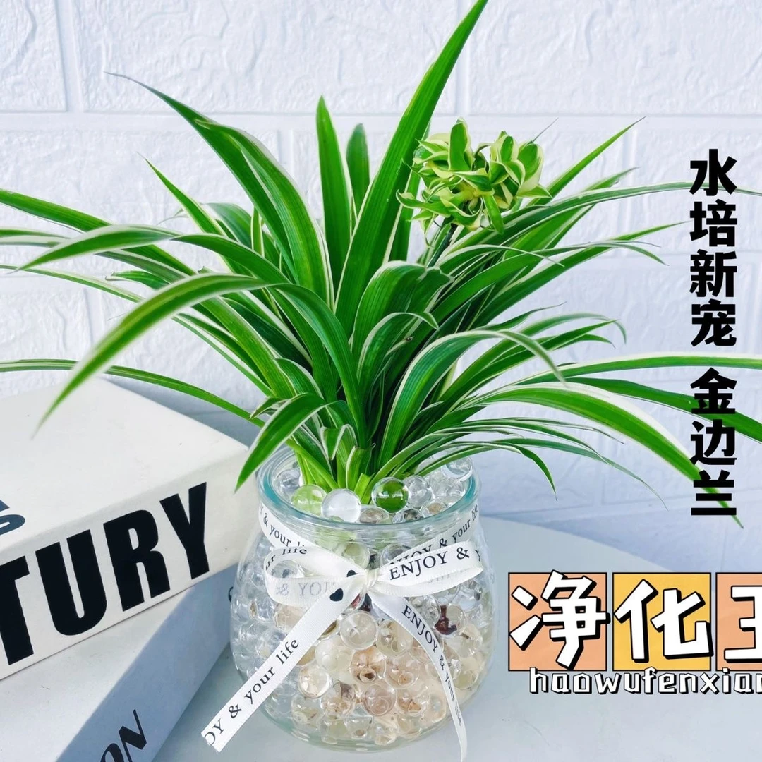 金边吊兰水培植物盆栽室内绿植花卉好养植物四季客厅净化空气花草