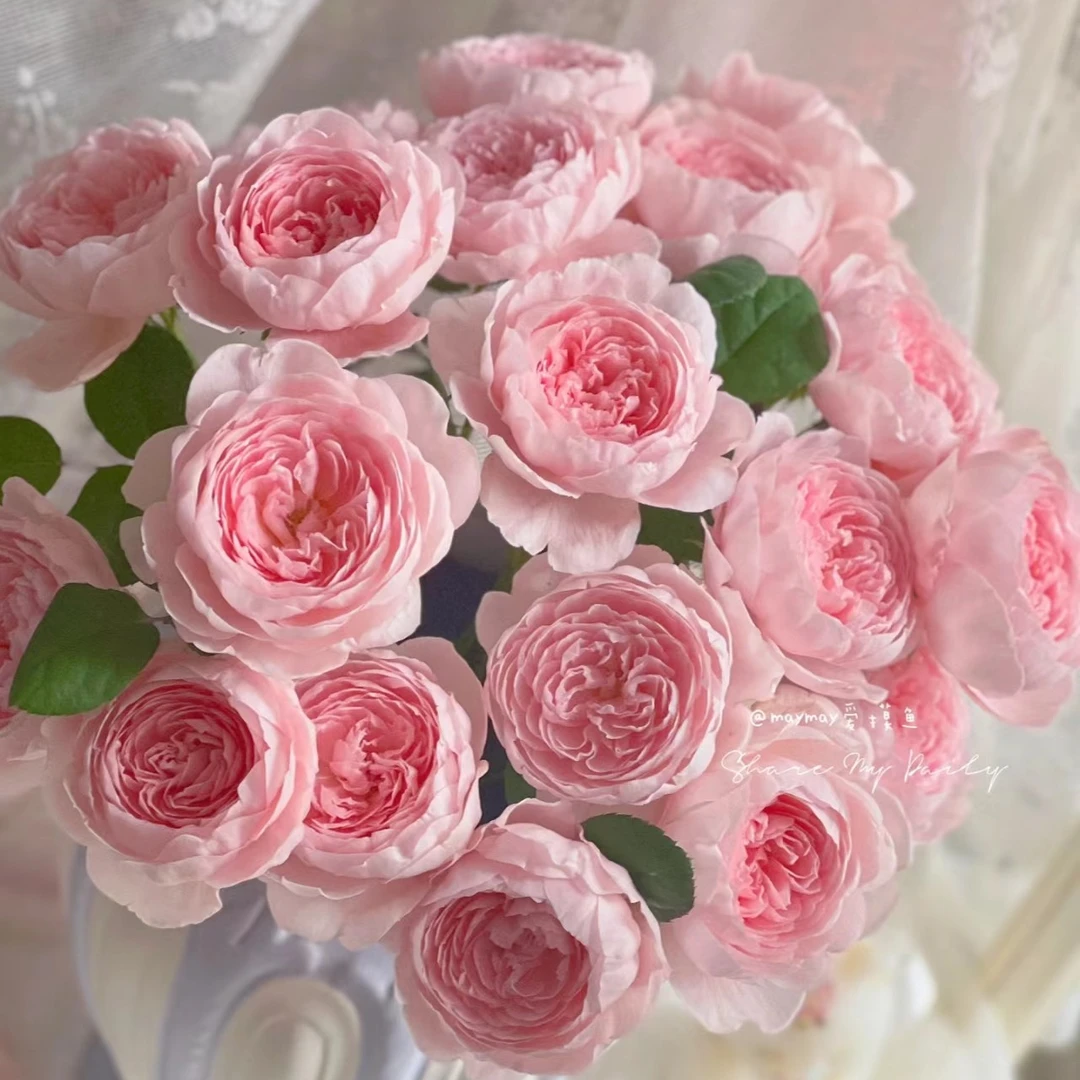 瑞典女王/盆栽花苗花卉花束直播月季链接基地玫瑰花直发一物一拍