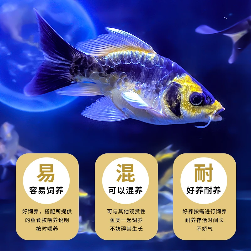 蝴蝶鲤玛雅大酋长台湾蝴蝶鲤直播间1号链接