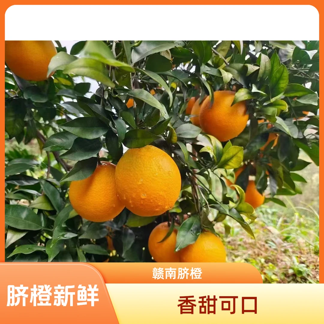 正宗江西赣南脐橙产地直发果园新鲜采摘精品大果香甜可口爆汁爆甜