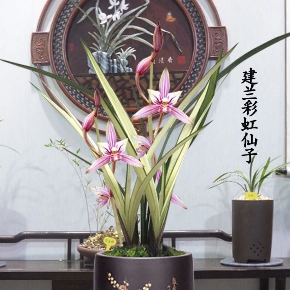 建兰彩虹仙子先明中透花艺双全绿植盆栽兰花苗勤芽易花