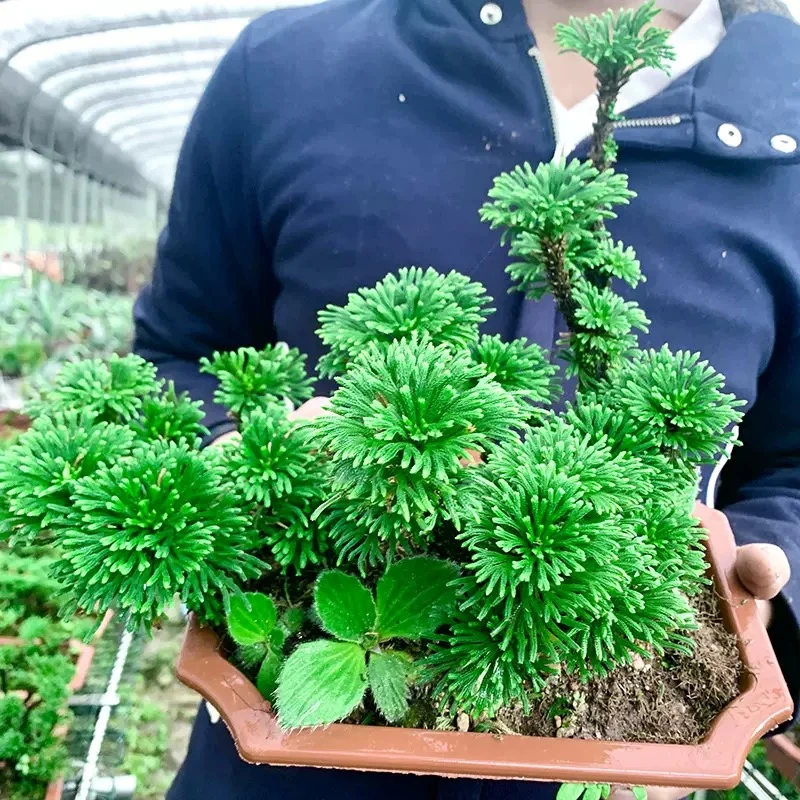 卷柏盆景熟桩好养易活春夏新款特色植物九死还魂草