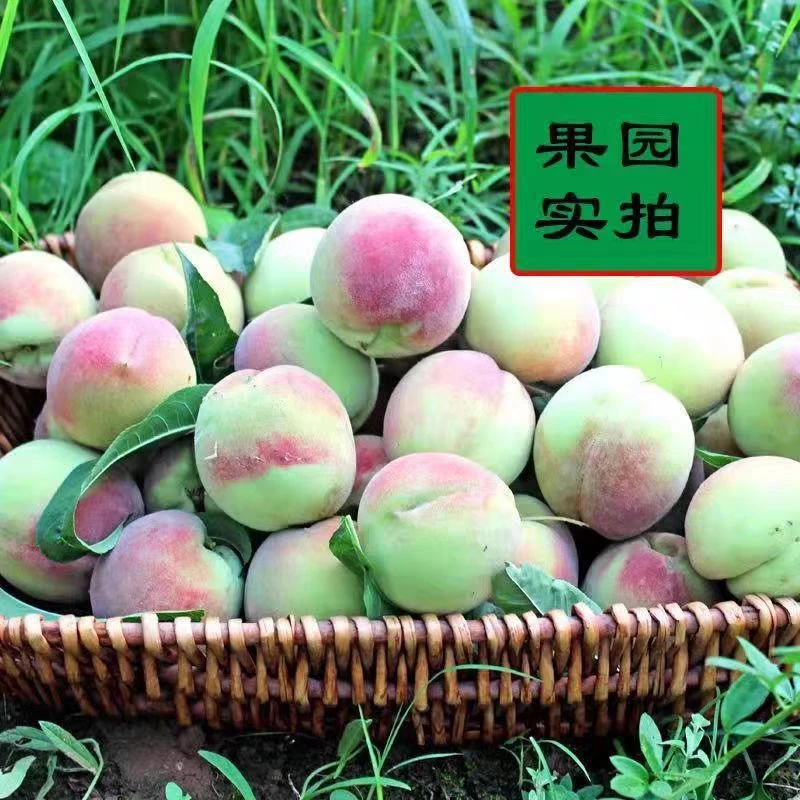 正宗青州蜜桃新鲜脆桃多汁秋桃冬桃现摘现发拍三斤送2斤到手5斤