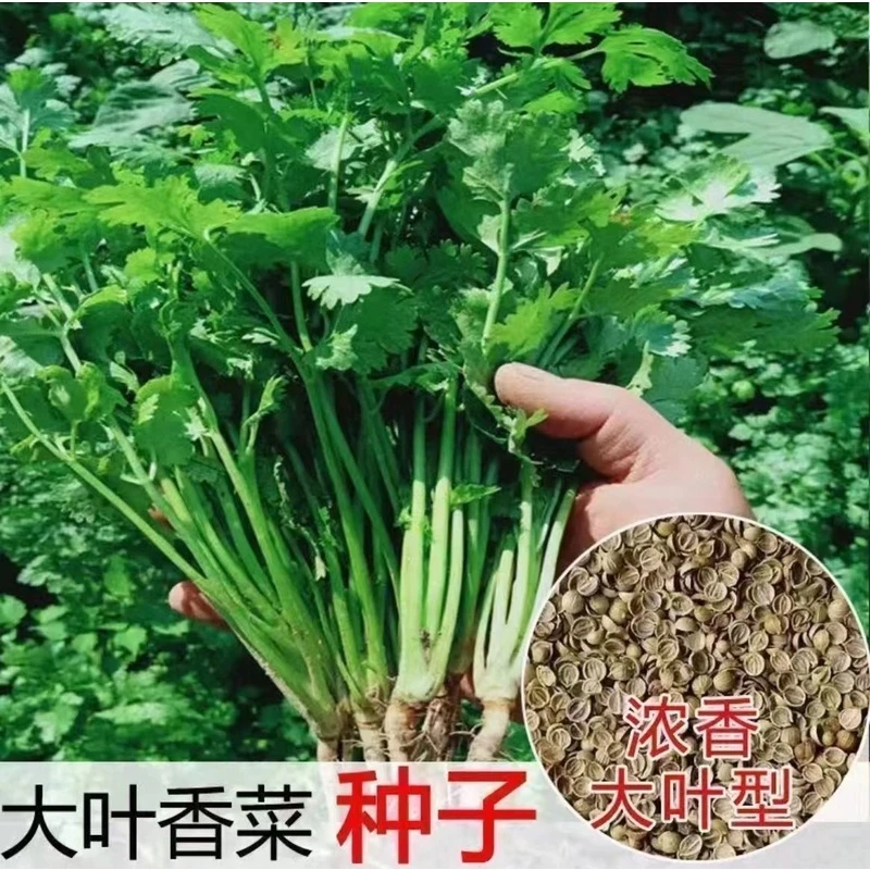大叶香菜种子速生香菜种子大叶芫荽味浓耐寒阳台种植