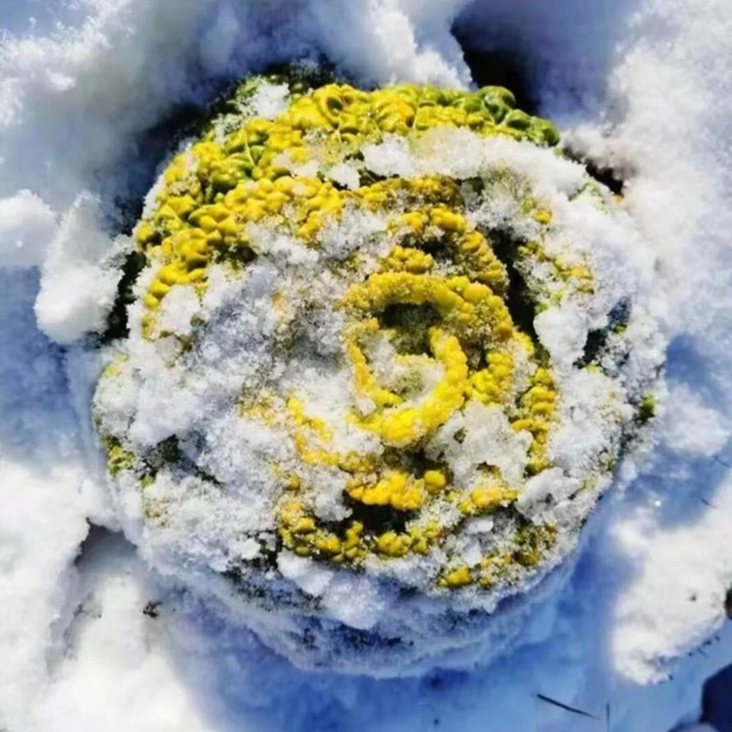 【黄心乌塌菜种子】菜地乌塌黄易栽培耐寒叶大肥厚纤维少乌塌菜子
