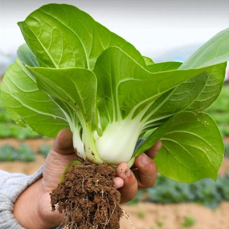 新矮脚黄奶油白菜种子四季播种矮脚白菜种子盆栽阳台种植简单