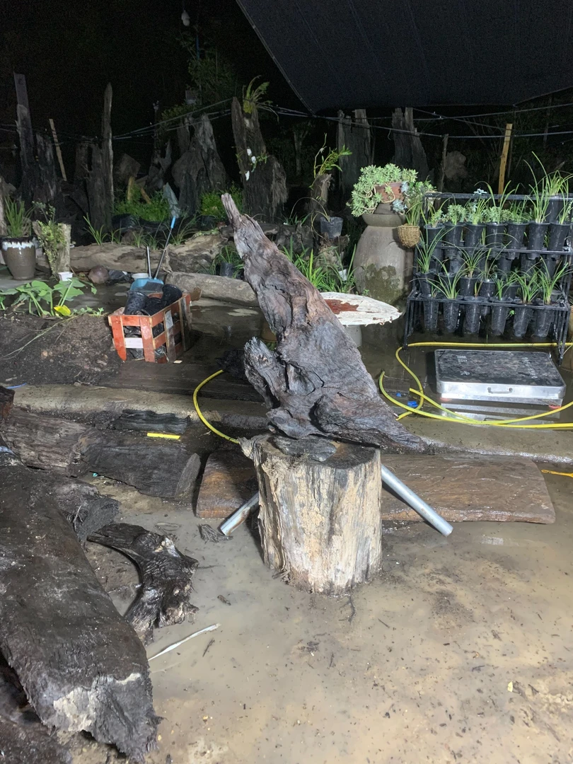 千年阴沉小叶桢楠  树根造型料 干料