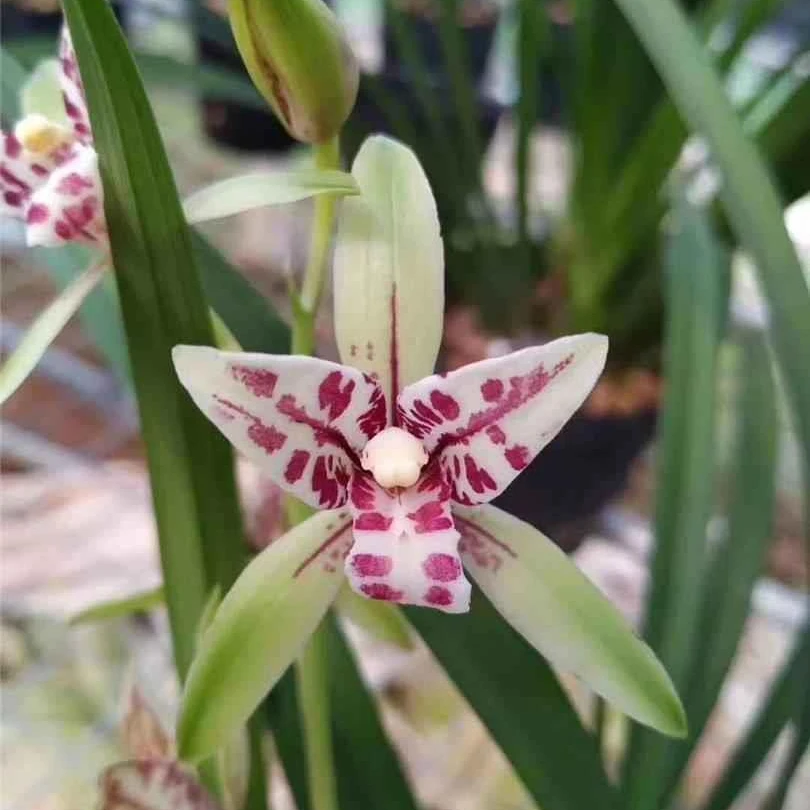 朝阳三星蝶 建兰四季兰 兰花名贵高档盆栽植物 思岑精品兰花