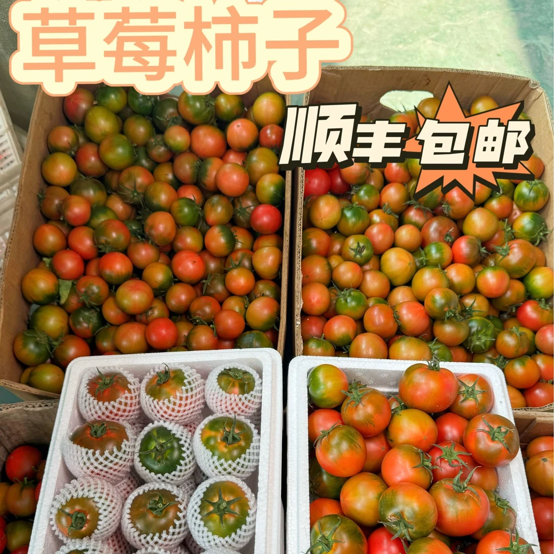 《顺丰包邮》自然熟多籽盘锦草莓碱地柿子铁皮西红柿番茄农产品水果